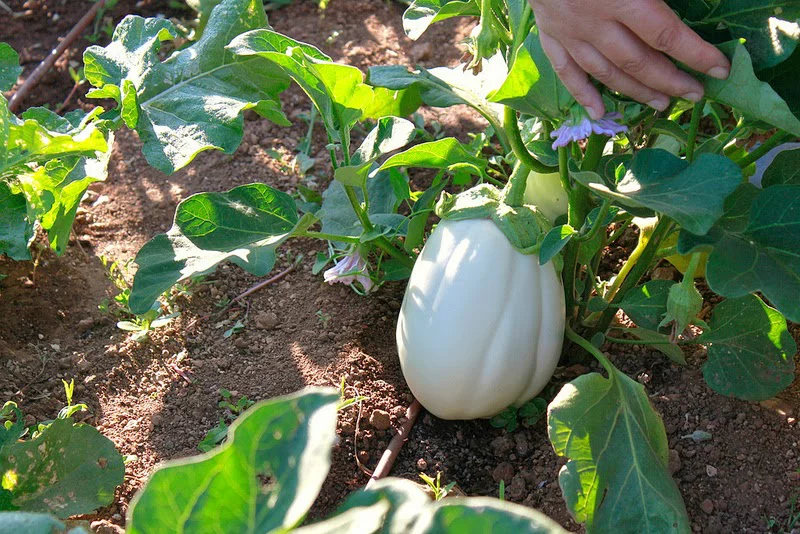 white Eggplant of Santorini