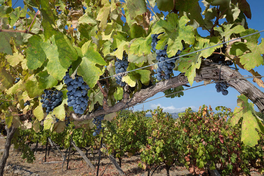 Vakakis Winery - Gastronomy Tours Vakakis Winery