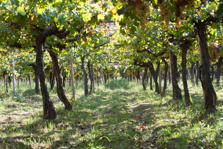 Lunch & Wine Pairing at Acheon Winery, Peloponnese - Gastronomy Tours Lunch & Wine Pairing at Acheon Winery, Peloponnese