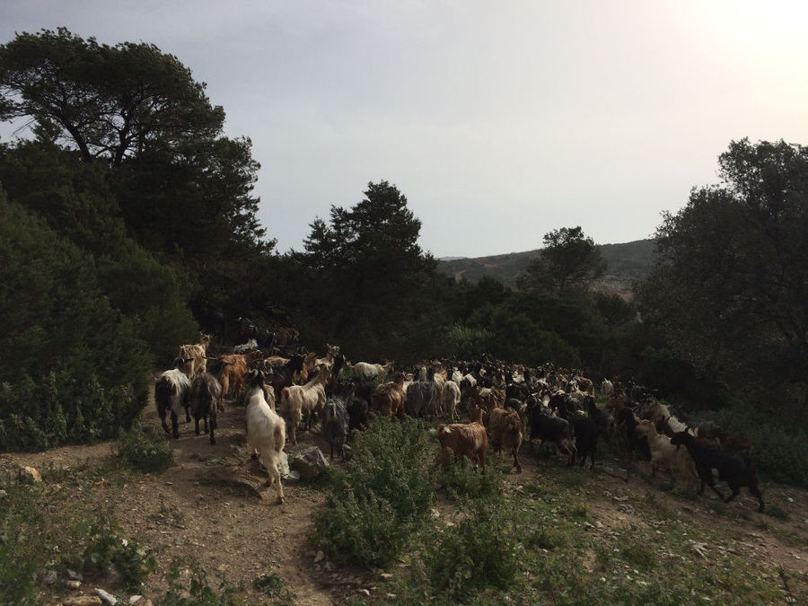 Activities at the Naos Estate - Gastronomy Tours Activities at the Naos Estate