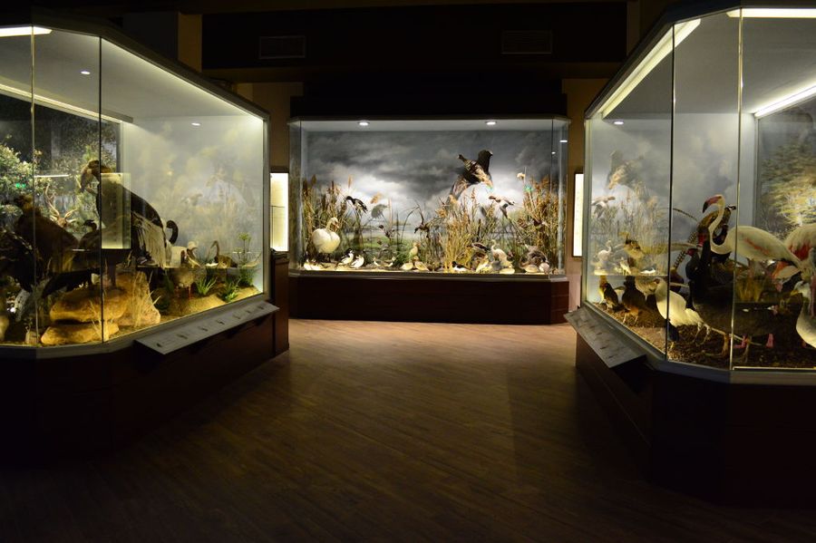Mushroom & Natural History Museum, Meteora
