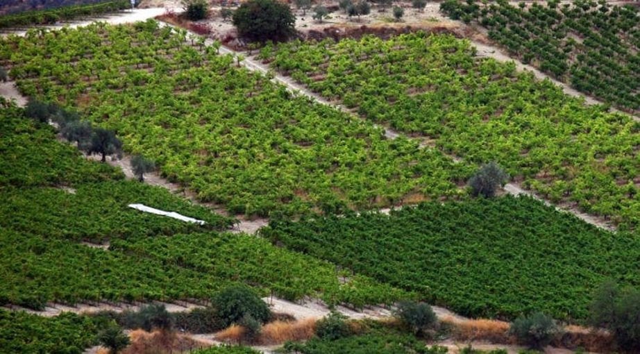 Great Days of Nemea 2018! - Gastronomy Tours poster with vineyards for Great Days of Nemea 2018!