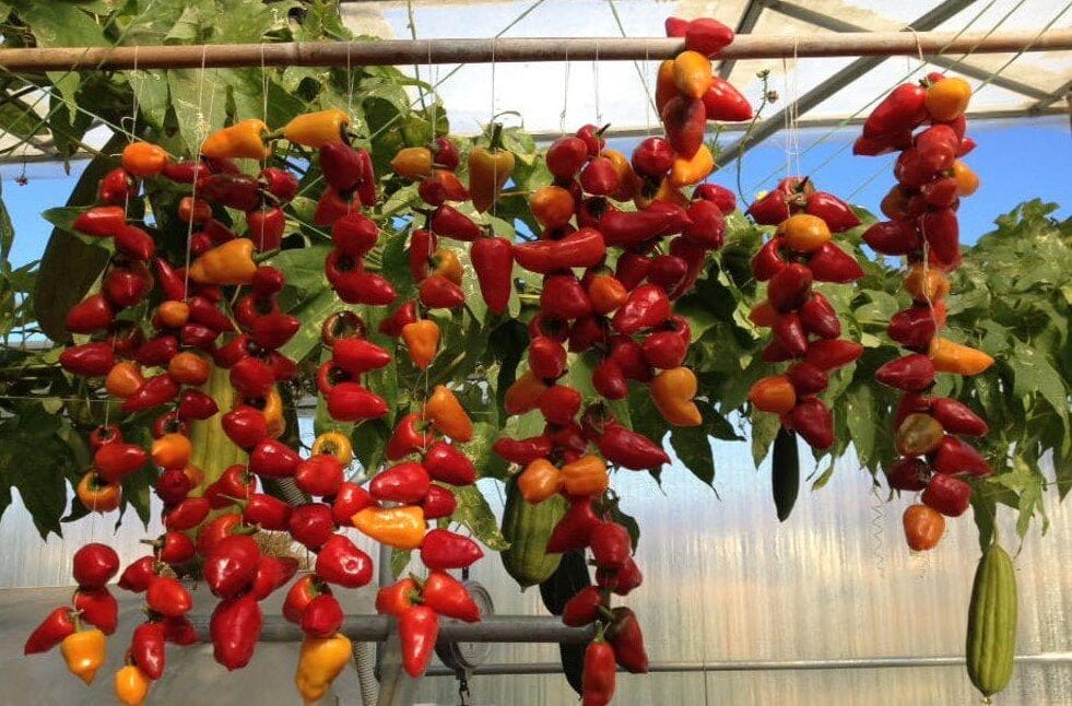 gastronomyTours About 2 - Gastronomy Tours