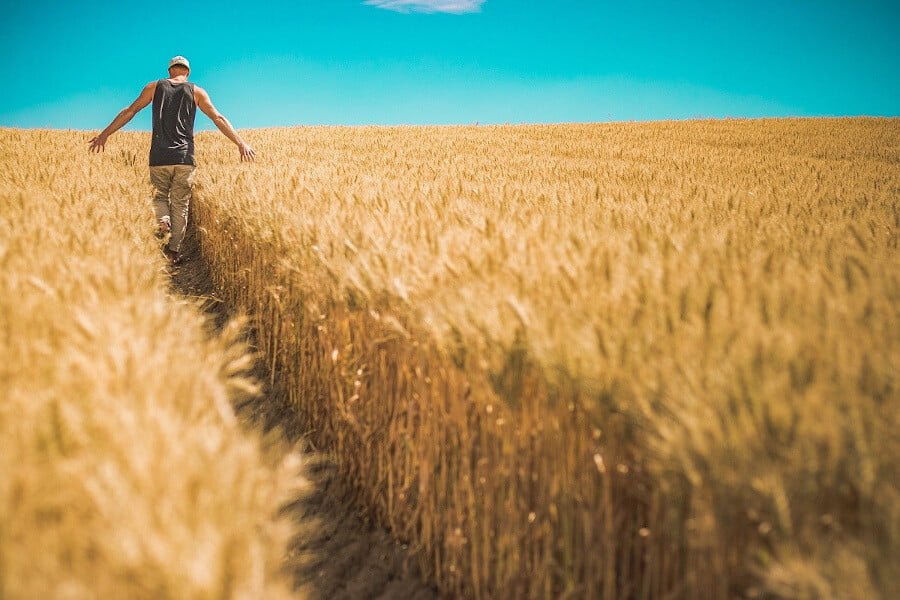 Greece Prepares Agrotourism Strategy - Gastronomy Tours tourist walking in ripe wheat fields and Greece Prepares Agrotourism Strategy|