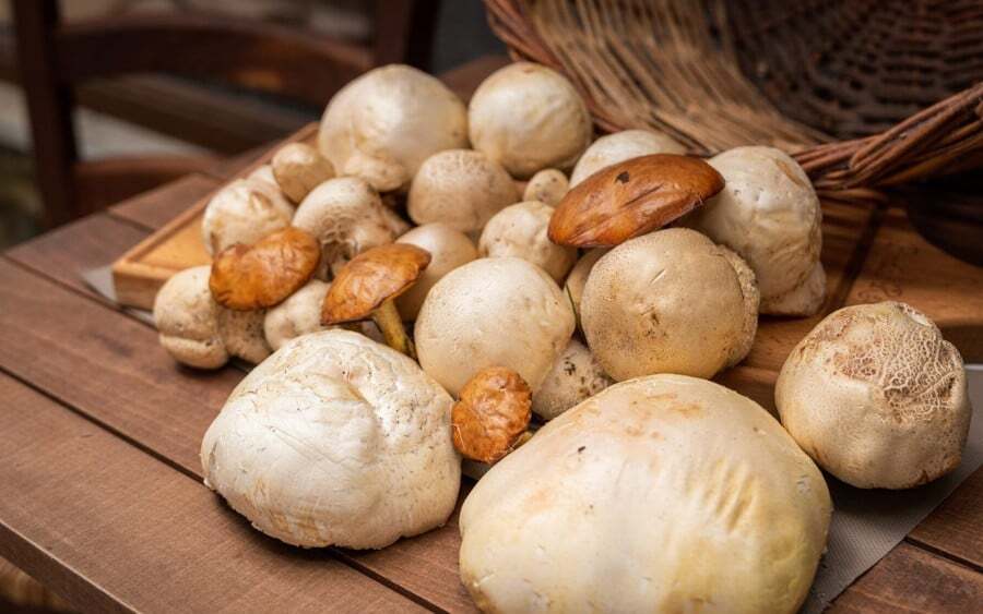 7 Incredible Places for Mushroom Hunting in Greece