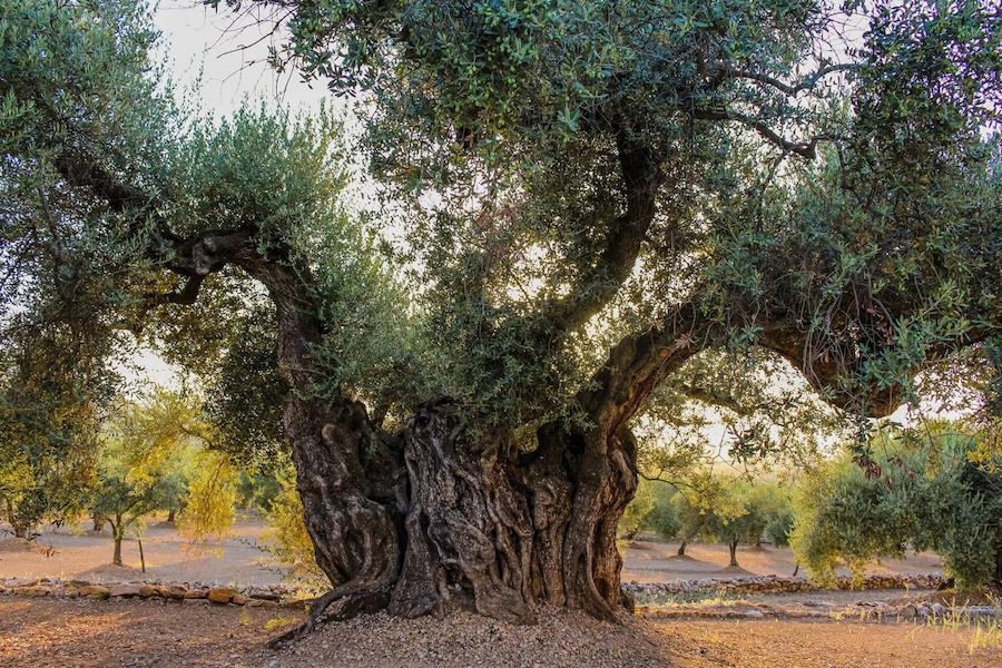 World Olive Tree Day - Gastronomy Tours old olive tree surrounded by others olive trees||