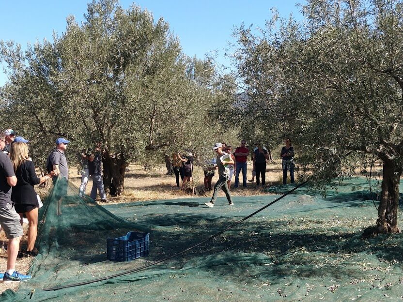 Olive and Olive Oil Tours in the Peloponnese - Gastronomy Tours Olive and Olive Oil Tours in the Peloponnese
