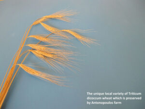 view of wheatears that says The unique local variety of Triticum dicoccum wheat which is preserved by Antonopoulos Farm