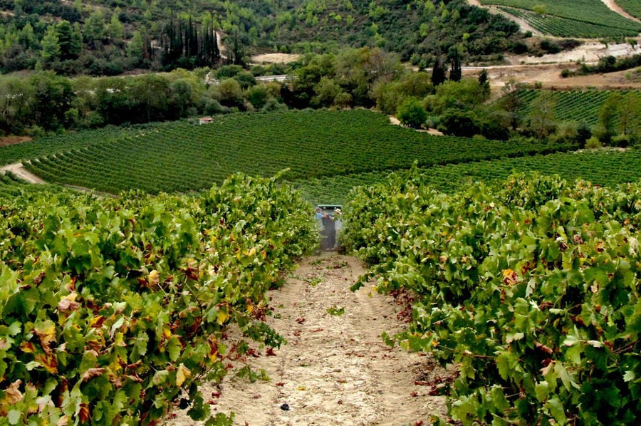 Domaine Bairaktaris - Gastronomy Tours Domaine Bairaktaris