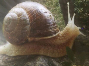 view up close of horned land snail on leave of green plant at 'Mastic Snails' farm