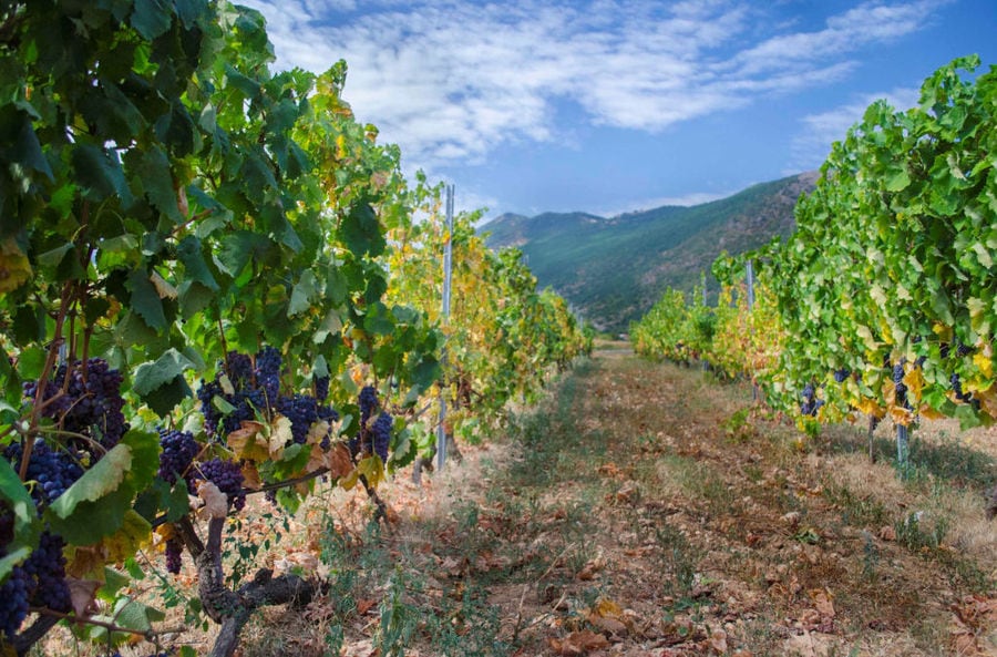 Vegoritis Winery - Gastronomy Tours Vegoritis Winery