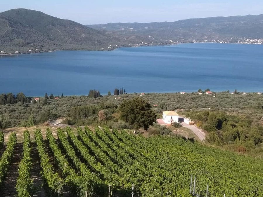 Vriniotis Winery - Gastronomy Tours Vriniotis Winery