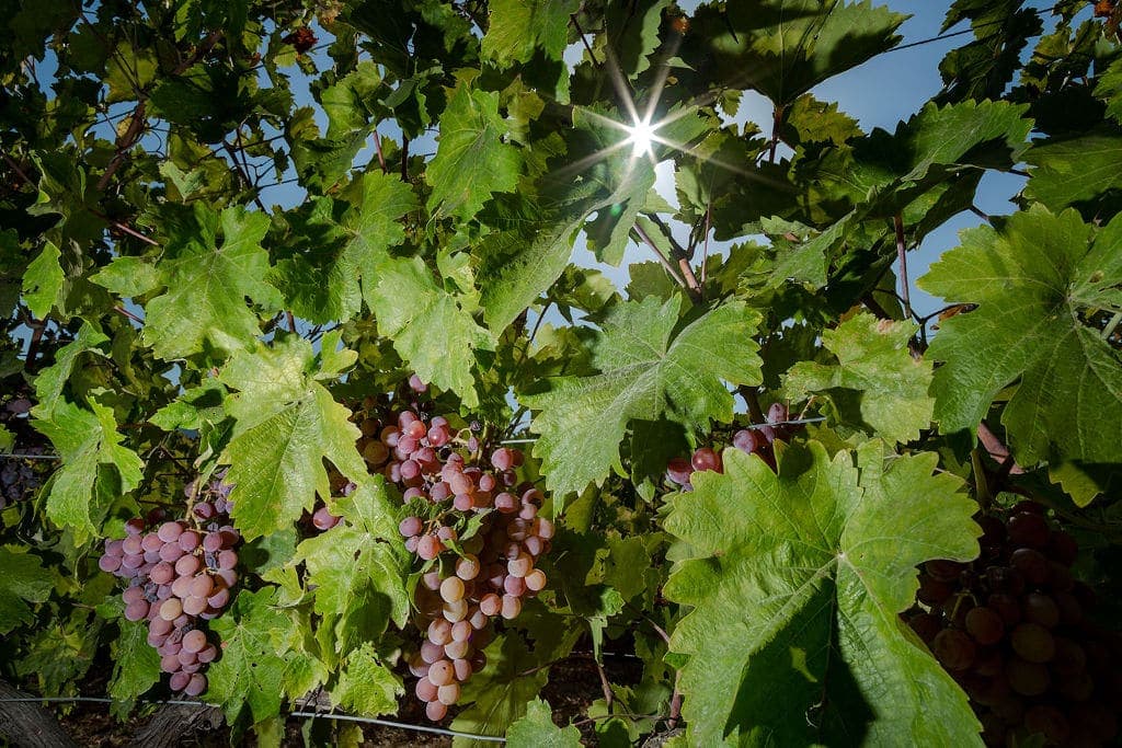 Vakakis Wines Awards - Gastronomy Tours close-up of bunches of black grapes ‘Vakakis Wines’ vineyard that recognized with many awards|
