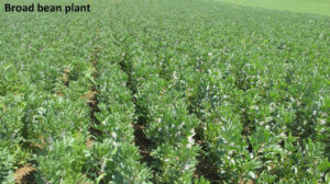 broad bean crops at Antonopoulos Farm