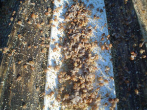 view up close of land snails on solid surface at 'Mastic Snails' farm