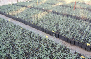 view from above of rows of plastic pots with goji berries sapling at Kollia Organic Farm greenhouse