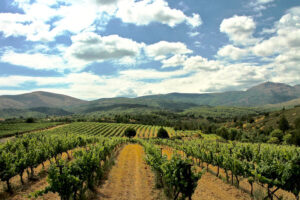 rows of vines at Tselepos Winery vineyards in the background of blue sky and mountains