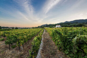 rows of vines at Vakakis Winery vineyards in the background of blue sky and sunshine