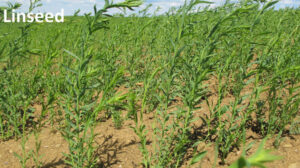 close-up of linseeds crops at Antonopoulos Farm