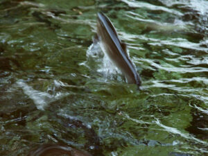 close-up of blurred trout jumping out of the water at G-Fish