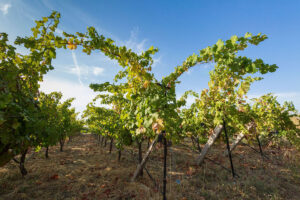 rows of vines at Vakakis Winery vineyards in the background of blue sky and sunshine