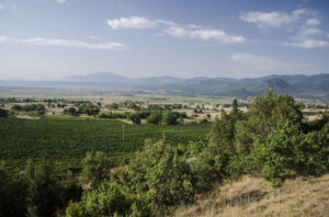 green bushes and dry grass in buckround of vineyards and mountains and blue sky at Vegoritis Winery area