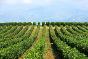rows of vines at 'Wine Art Estate' vineyards in the background of mountains in the dense fog day
