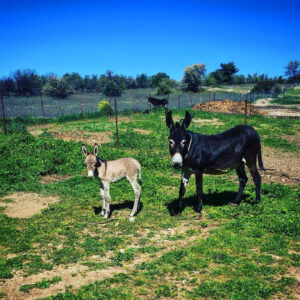 a black donkey with her baby watching at the camera at 'Gala Onou' farm
