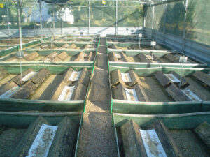 rows of solid surfaces and land snails on them at 'Mastic Snails' farm inside