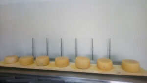 view up close of round graviera cheeses on wood timber at 'Naos' plant