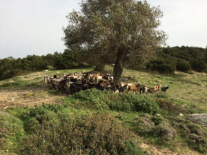 a group of white and brown goats from 'Naos' farm in the shade of the olive tree