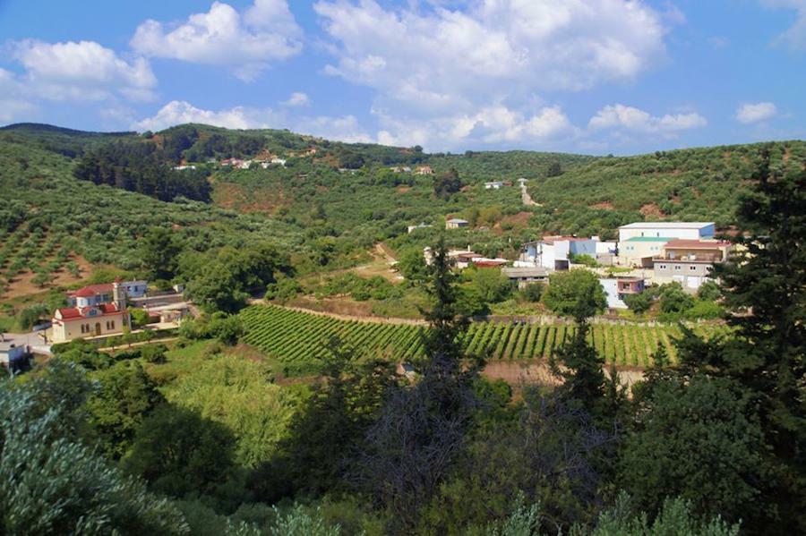 Anoskeli Awards - Gastronomy Tours trees|