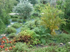Evonymon garden with various green plants, ripe lotus and trees