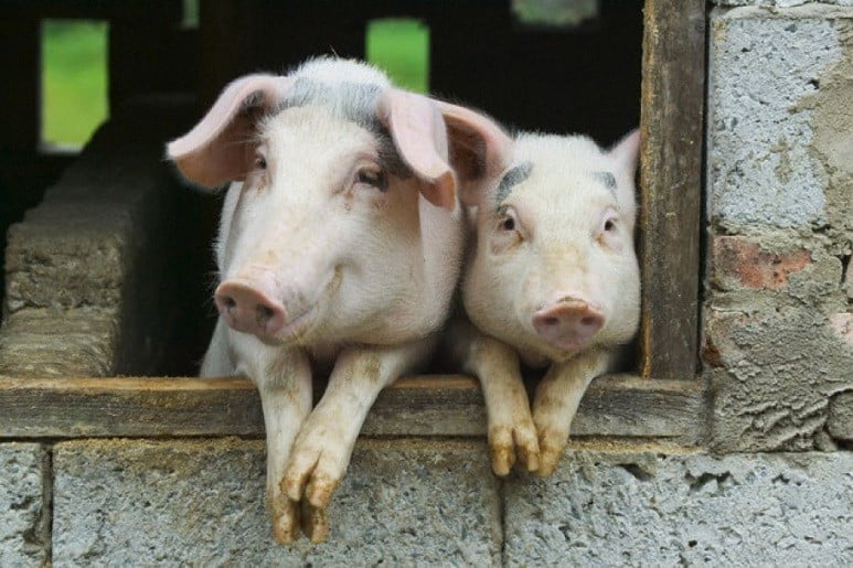 Two pigs on window of pig house with their front paws and watching at the camera before the Greek &lsquo;Hirosfaghia&rsquo; custom