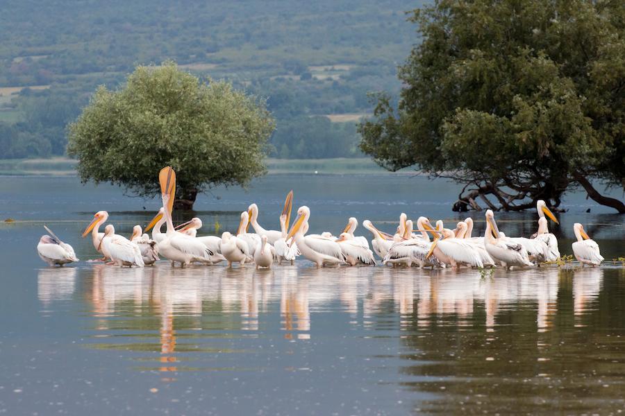 Kerkini Lake food tours - Gastronomy Tours Kerkini Lake food tours