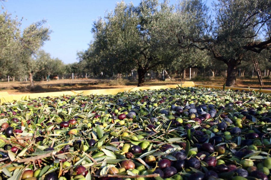 Olive Harvest at Ktima Golemi