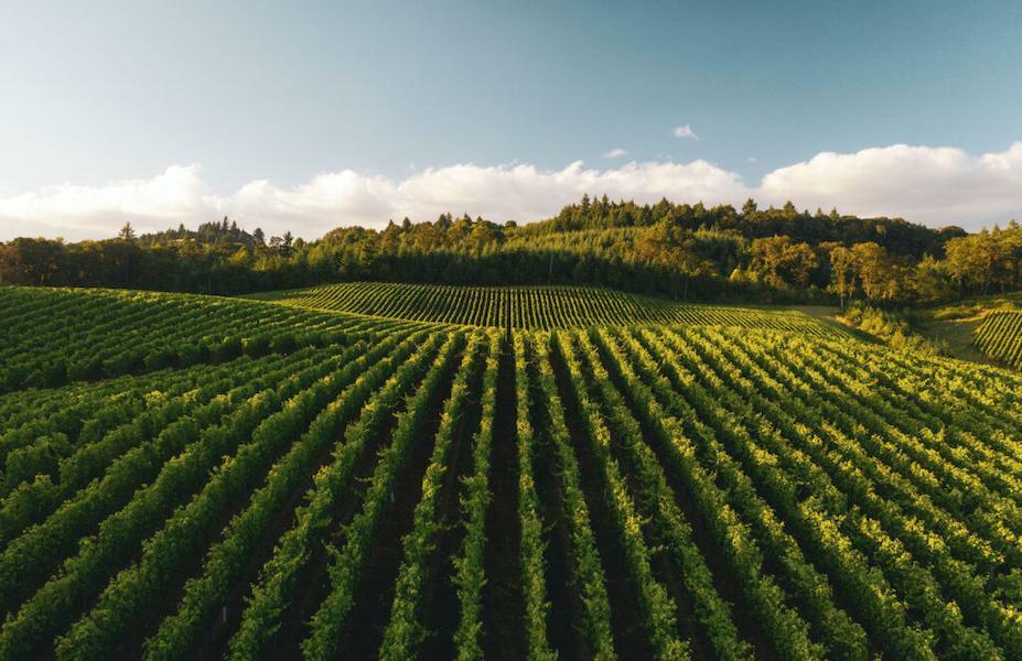 Open Cellar Doors at Greek wineries! - Gastronomy Tours rows of vines at Olympia Land Estate vineyards in the background of trees