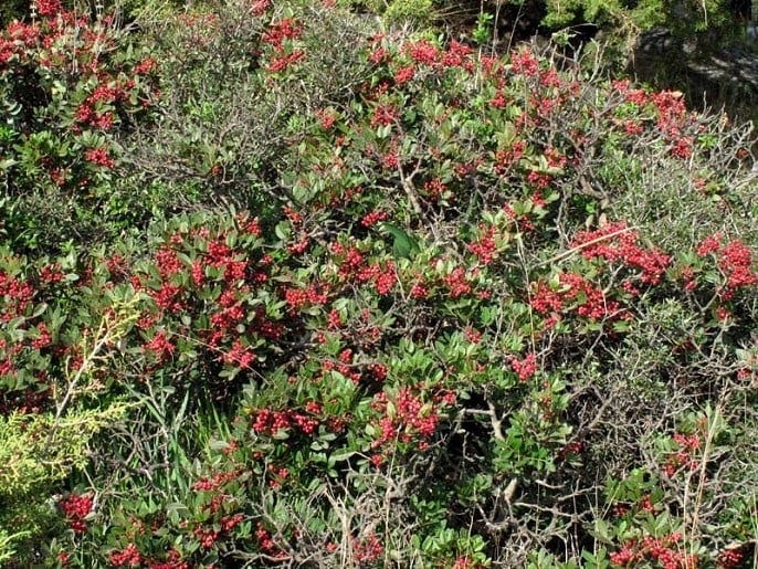 Schinopsomo - Gastronomy Tours Pistacia plant with red fruits that using to made Greek ‘schiopsomo’