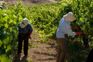 Two men with sun hats picking grapes at Domaine Paterianakis vineyards