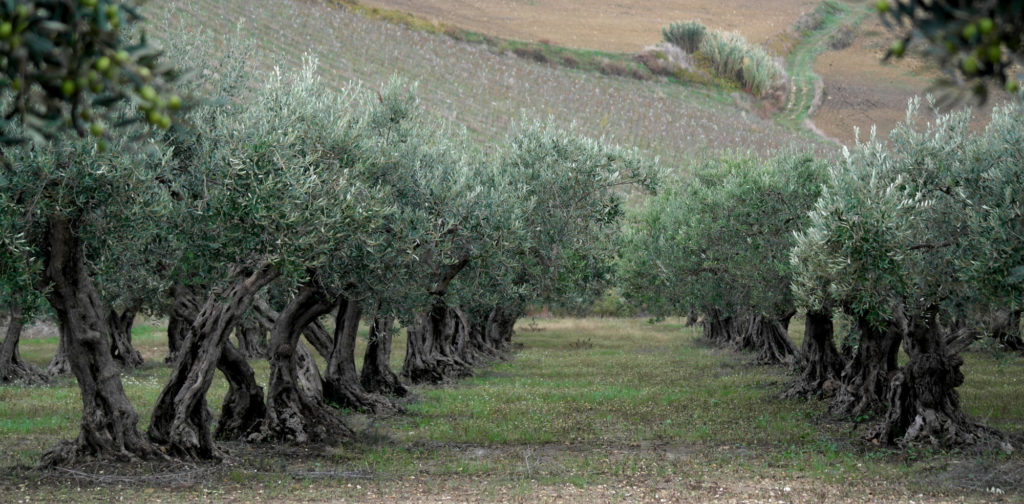 Ελαιοτουρισμός στην Πελοπόννησο - Gastronomy Tours Olive grove