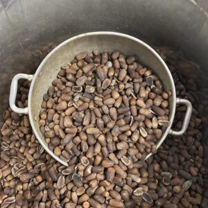 View from above of aluminum pot with and surrounded by acorns from Oakmel