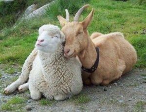 a goat and a sheep sleeping side by side in green grass at Korogonas Ark farm