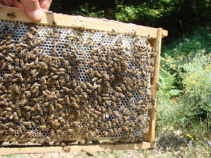adwGqm_the bears honey 11.jpg
