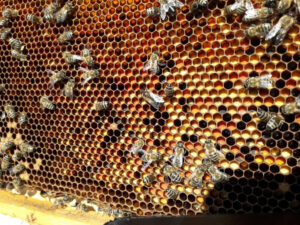ahjGWc_the bears honey 6.jpg