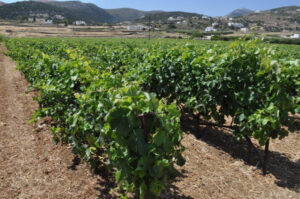 rows of vines at 'Amorgion' vineyards in the background of buildings and mountains