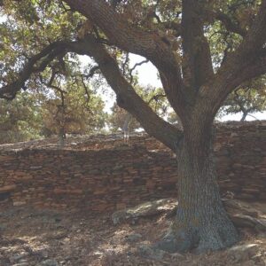 an ancient oak tree and a stone wall behind him at Oakmel