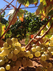 bunches of white grapes on the brunch at 'Anoskeli' vineyards on the sunshine day