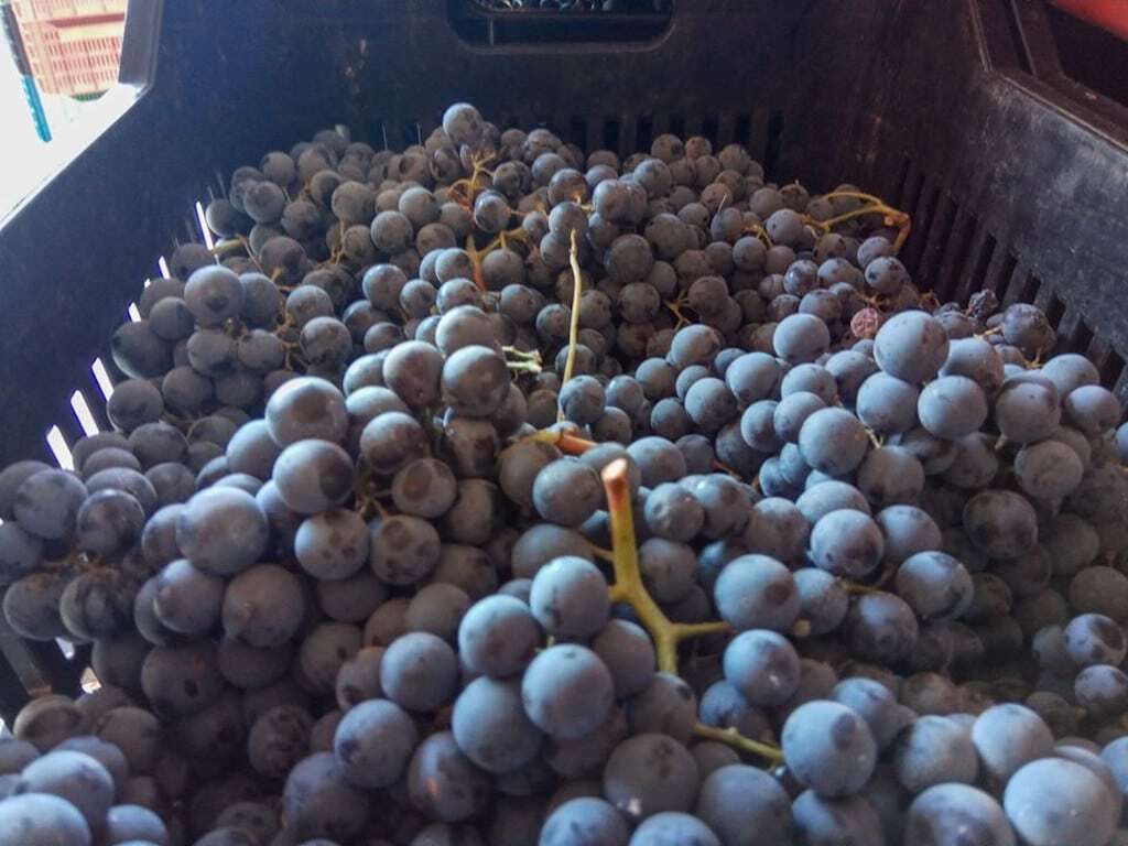 Argatia Winery Awards - Gastronomy Tours close-up of bunches of black grapes at ‘Argatia Winery’ that recognized with many awards|