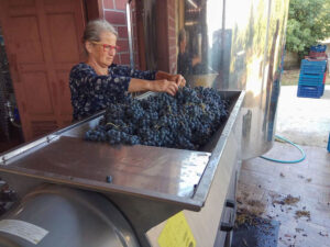 old woman with glass selecting black grapes on conveyor belt at 'Argatia Winery' facilities