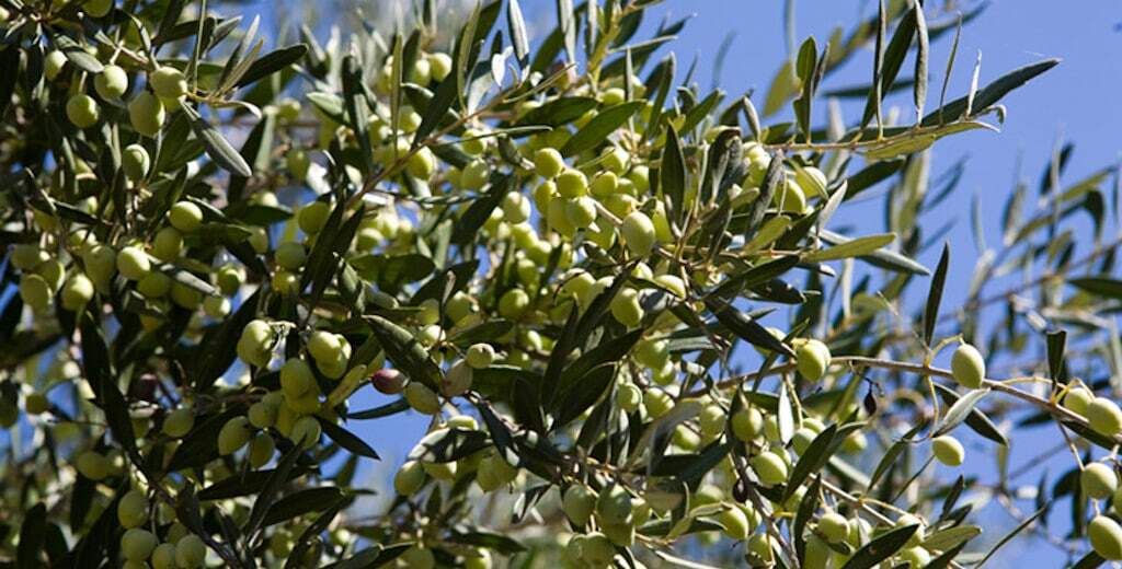 Astarti Awards - Gastronomy Tours close-up of brunches of olive tree with unripe olives at ‘Astarti’ that recognized with many awards|